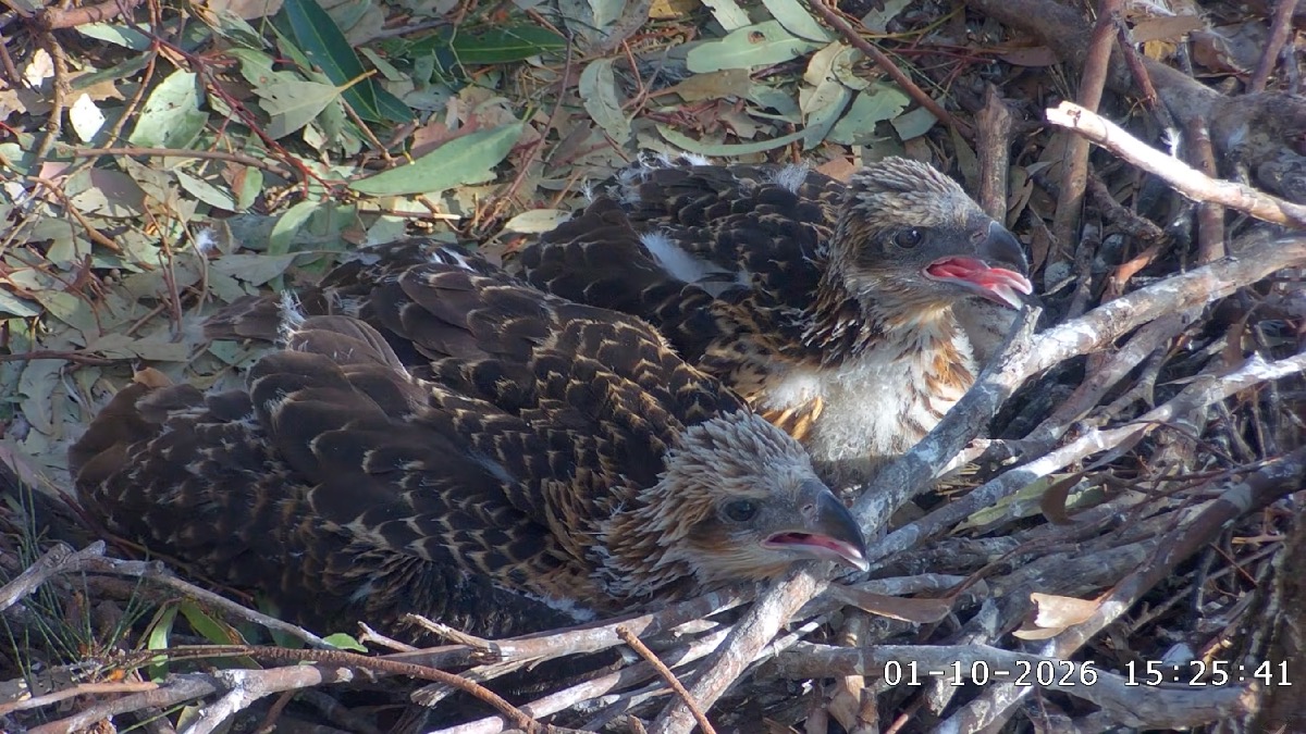 White-bellied sea eagle (Haliaeetus leucogaster)